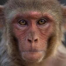 salmoneatenbybear (Aditya Singh) · GitHub