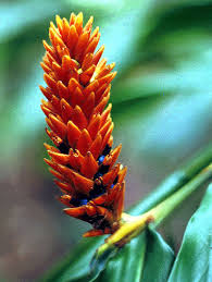 Image result for Renealmia