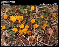 Image result for Crotalaria quarrei