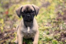 Lucy The Puggle Dog Growth Spurts One Hundred Dollars A