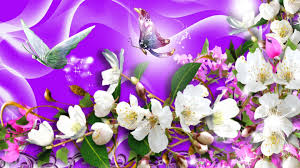 Jual tanaman hias bunga kupu kupu ungu bibit pohon bunga butterfly tree kab tangerang. Gambar Wallpaper Kupu Kupu Bergerak Kumpulan Wallpaper
