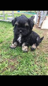 Had sirius only known, we imagine he would have been so proud of his brave brother. Meet Sirius Named After Sirius Black Obviously And The Dog Star I Was Stoked When My Mum Told Me His Name Harrypotter