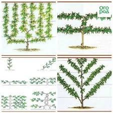 опрыскивание деревьев весной по фазам от болезней и вредителей Derevya Na Shpalere Ploshad Menshe Urozhaj Bolshe Uhod Za Sadom Ogorod Ru Shpalery Sadovye Idei Sadovye Derevya