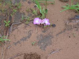 Image result for Aframomum alboviolaceum