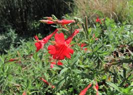 Image result for Epilobium salignum