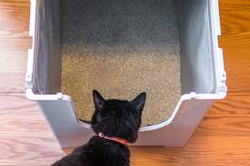 Kedi Tuvalet Egitimi Nasil Verilir Kedi Blog