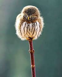 Birds Of A Feather Flock Together Meaning In Malayalam Pin On Animals Owls