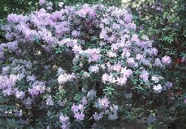 Image result for Oreophyton