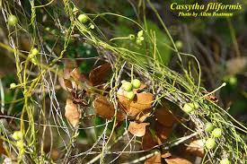 Image result for Cassytha filiformis