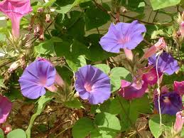 Image result for Ipomoea tricolor