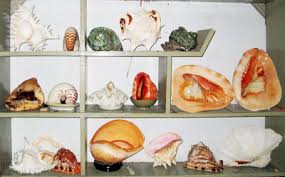 Kết quả hình ảnh cho ốc biển