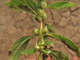 Image result for Bergia