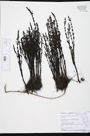 Image result for Striga gesnerioides