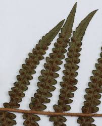 Image result for Cyathea thomsonii