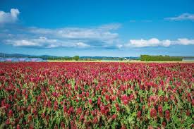 河北潟干拓地ひまわり村 | 石川県 | 全国の花風景 | はなまっぷ～日本の美しい花風景～（花の名所検索サイト）｜絶景のお花畑を見に行こう！