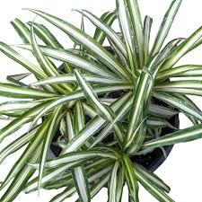 Image result for Chlorophytum pauper