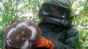 Theo chân những người băng rừng, săn ong vò vẽ