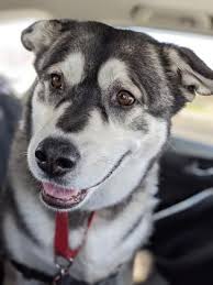 Check spelling or type a new query. Dogs For Adoption Adoption Montreal Spca