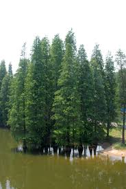 We have close to 1,000,000 trees in production, with roughly 10% available for sale at any given time. Taxodium Distichum Baldcypress Bald Cypress Cypress North Carolina Extension Gardener Plant Toolbox