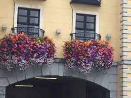 Check spelling or type a new query. Hanging Baskets Of Flowers Ireland