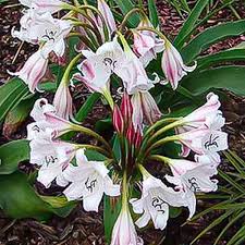 Image result for Crinum macowanii