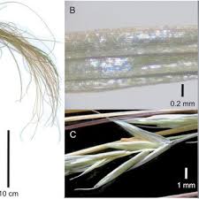 Image result for Festuca caprina