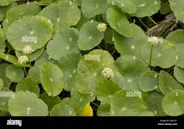 Image result for Hydrocotyle bonariensis