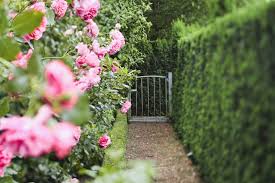 Check spelling or type a new query. Planting A Hedge In Your Garden What To Avoid And What To Try