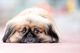 pekingese dog breeds az