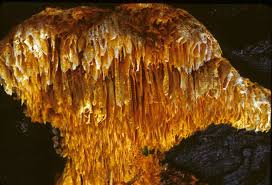 Image result for Pycnoporellus alboluteus