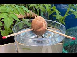 Comment Faire Pousser Un Noyau D Avocat Emission Jardiner C Est La Sante N 7 Youtube