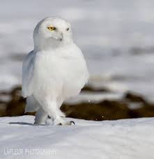 White Beauty By Lafleur Photography Hayvanlar Owl Baykus
