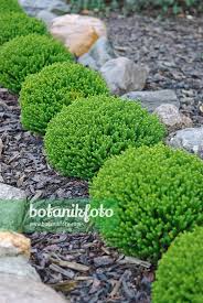 Image result for shrubby veronica hebe