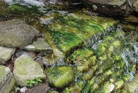 Hey pond keepers we all have to deal with string algae in your koi pond and water garden at some point. Algae Control Water Gardens Learning Center