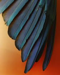 Birds Of A Feather Song Download Download This Free Hd Photo Of Blue Bird Wing And Red By Psychoballerina Photography Psychoballerina Feather Photography Photo Bird Feathers