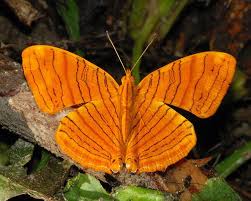 Wavy Maplet Chersonesia Rahria Arunachal Pradesh India Butterfly Flowers Beautiful Butterflies Beautiful Bugs