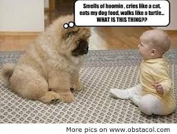 Smells of Hoomin, Cries like a cat, eats my dog food, walks like a ... via Relatably.com