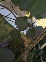 ユーカリ シルバーダラーガム の葉が枯れる ユーカリ シルバーダ ガーデニング 家庭菜園 教えて Goo