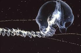 Image result for Siphonochilus parvus