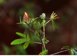 Image result for Hibiscus surattensis