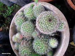 This cactus in my greenhouse has been blooming like crazy i love it thought i'd share it. 10 Types Of Indoor Cactus Plants Best Cactus For Home Gardening