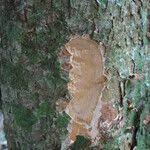 Image result for Afrostyrax