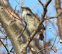 30 likes · 6 talking about this · 4 were here. ã‚¦ã‚°ã‚¤ã‚¹ Wikipedia