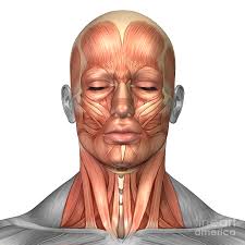 Posted by cassidy smith on 9 may 2018, 11:14 am. Anatomy Of Human Face And Neck Muscles Digital Art By Stocktrek Images