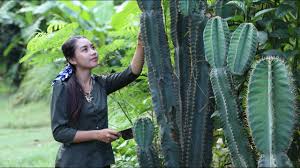 The san pedro cactus lasts an extremely long time if properly dried prior to storage. Have You Ever Seen This Fruit In Your Country It Call Pedro Cactus Healthy Food Youtube