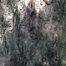 Image result for Acacia abyssinica