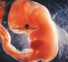 كيف يكون شكل الجنين في الشهر الثاني في البطن موضوع يهمك