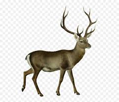 It was obtainable from the christmas egg during the christmas event (2019) and was added to the game on december 14, 2019. 1080 Uhd Arctic Reindeer Clipart Png Pack 4668 4570book Free Transparent Png Images Pngaaa Com