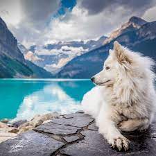 most expensive dogs dog adventure expensive dogs dog breeds