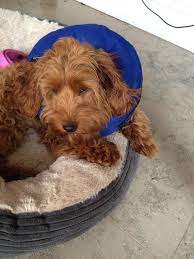 Is a cockapoo small or medium. Buster Inflatable Collar I Love My Cockapoo Forums